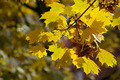 Zuto, suncem o&hellip;