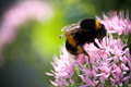 Bumblebee and &hellip;