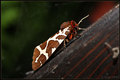 Buterfly - Cow&hellip;