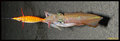 Funky Fish