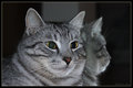 Moki