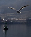 lanterna i gal&hellip;