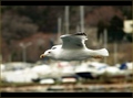 Larus cachinna&hellip;