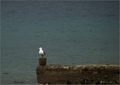 Pale ... .. ..&hellip;
