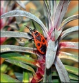 bug