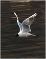 Larus melanoce&hellip;