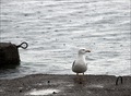 galeb i dva an&hellip;