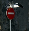 gren ja dobrin&hellip;