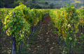 jesen u vinogr&hellip;