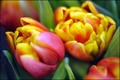 sanjam tulipan&hellip;