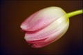 volim tulipane&hellip;