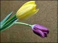 vrijeme tulipa&hellip;