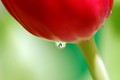 suza tulipana &hellip;