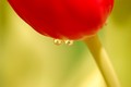 suze tulipana &hellip;
