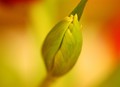 rađanje tulipa&hellip;