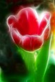 tulipan na moj&hellip;