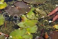 pronađi žabicu&hellip;