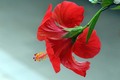 vrijeme hibisk&hellip;