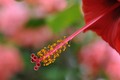 vrijeme hibisk&hellip;