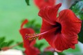 hibiskus