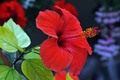 vrijeme hibisk&hellip;