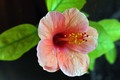 vrijeme hibisk&hellip;