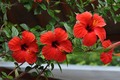 vrijeme hibisk&hellip;