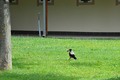 priča jedne vr&hellip;