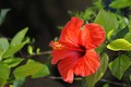 vrijeme hibisk&hellip;