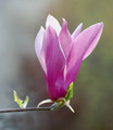 magnolija moga&hellip;