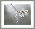ledeni kristal&hellip;