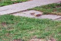 vrapci vole kr&hellip;