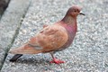 šareni golub i&hellip;