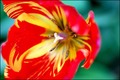 lanjski tulipa&hellip;