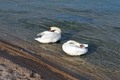vodiški labudo&hellip;