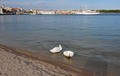 labudovi u Vod&hellip;
