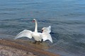 ne dam svoju l&hellip;