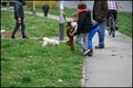 Simba voli dje&hellip;