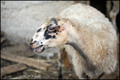 BEEEEEEEEEEEEE&hellip;