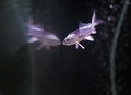 KOI  - nova ri&hellip;