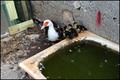 mama s podmlat&hellip;
