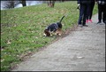 Basset hound n&hellip;