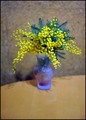 volim mimoze