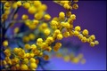 vrijeme mimoza&hellip;