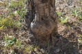 trudna maslina&hellip;