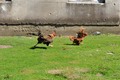 ulovit ću ja t&hellip;