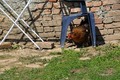 ne dam se ulov&hellip;