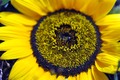 suncokretovo o&hellip;