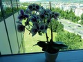 pogled prema p&hellip;
