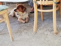janjičari na s&hellip;